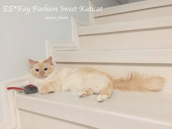 Fay Fashion Sweet Katicat