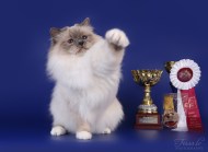 GIC EE*Isabella Sweet Katicat