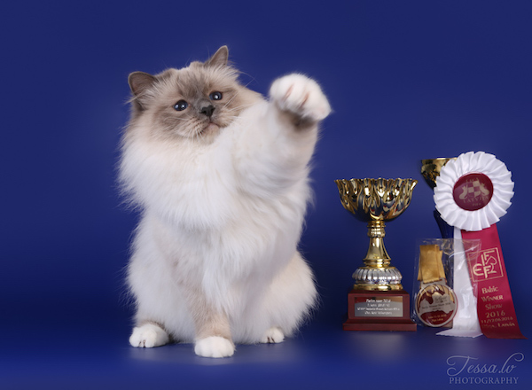 GIC EE*Isabella Sweet Katicat