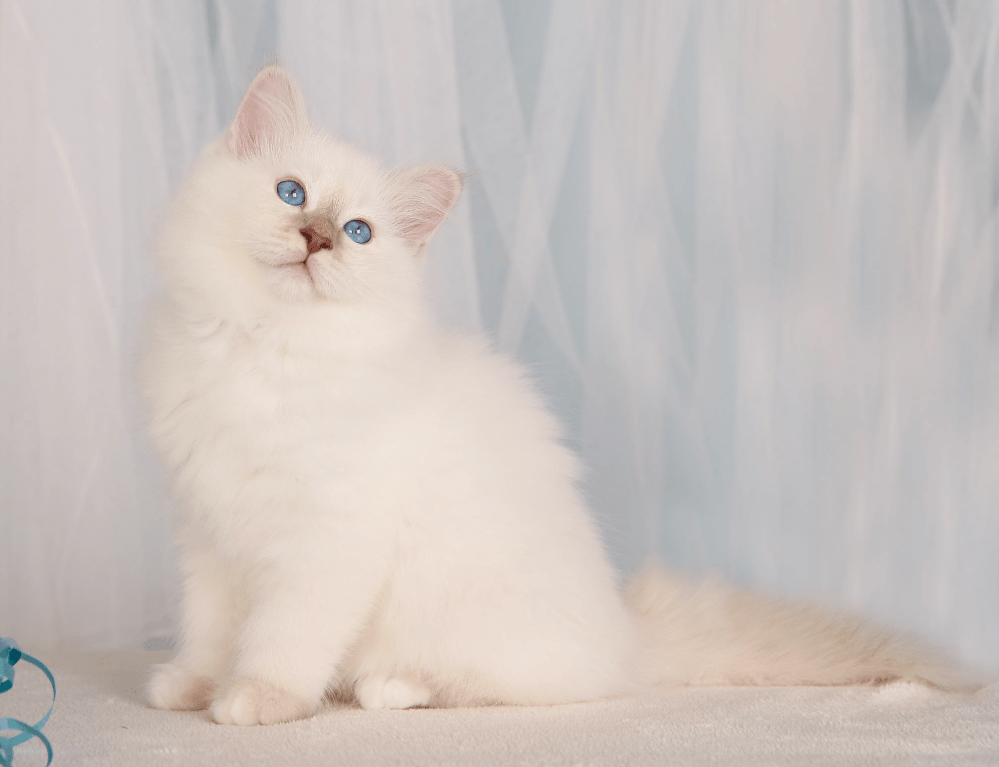 Cameron Medicat SBIc21