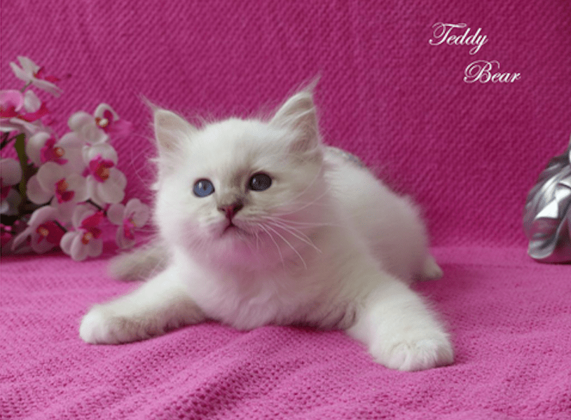 CaTaLi's Teddy Bear SBIc21