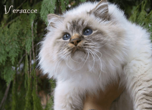 CH Shakandah Versacce SBIb21