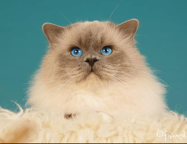 CH Tomie Medicat SBIa