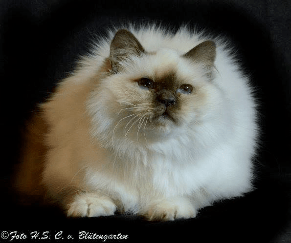 Die Lady v.Blütengarten*A SBIb