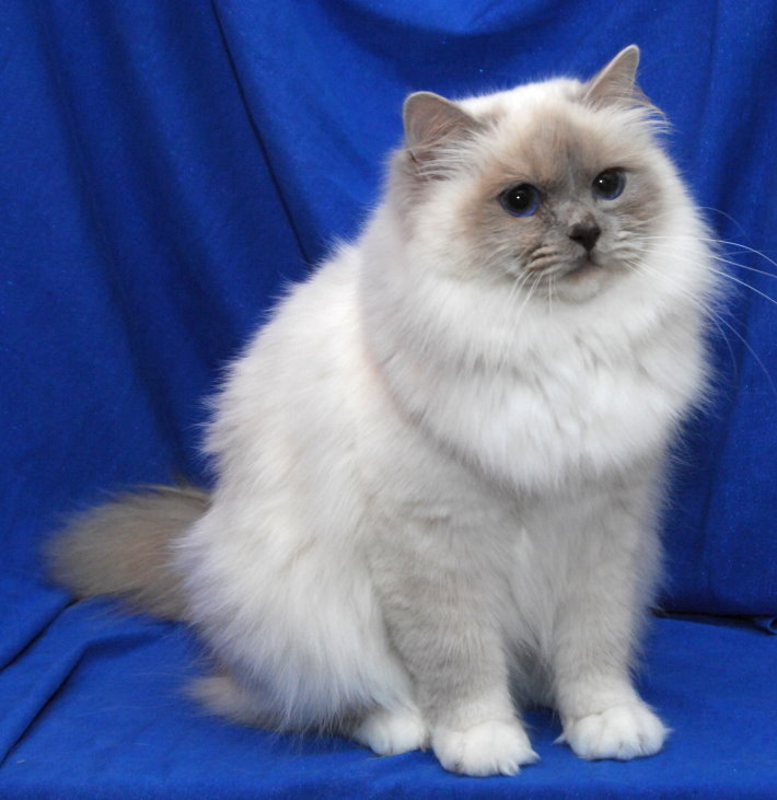 GIC Carina v.Blütengarten SBIc