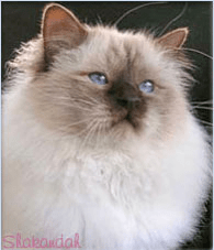 GR CH Shakandah Shah Sharif SBIb