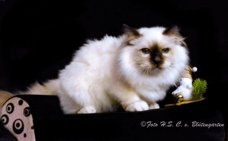 Heartflame des Pierres Sacrées SBIb