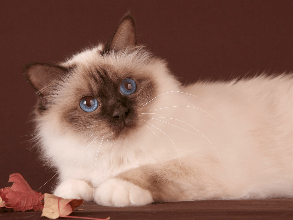 IC Chelzeé z Vanderlindu SBIb