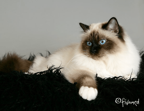 Icingsugar's Rose Lyn The Beauty SBIn