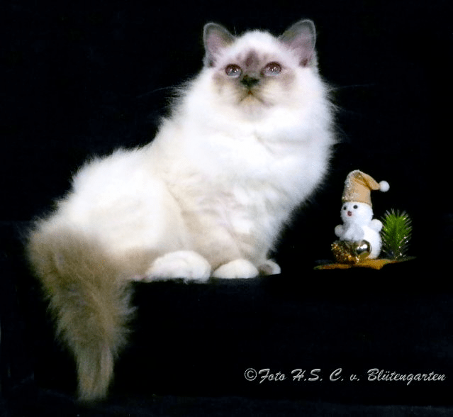 Orlando v. Blütengarten*A SBIa