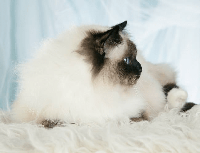 Xixo-Ollie Medicat SBIn