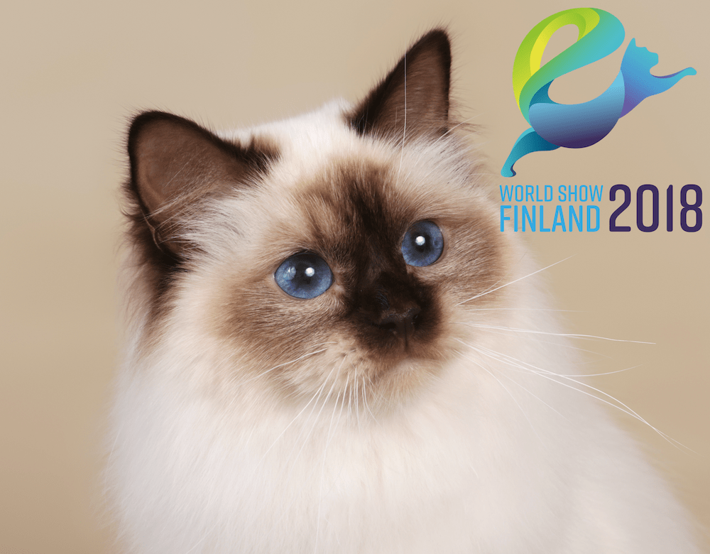 IC EE*Mercedes Sweet Katicat