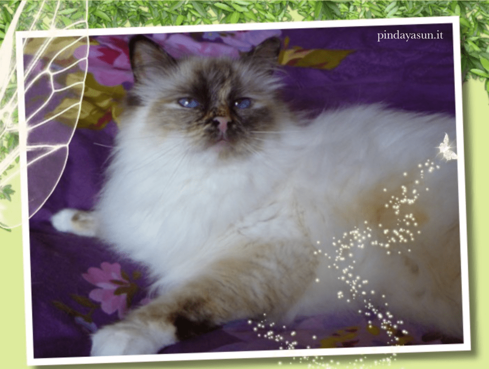 Cheers Beauty's Onatah SBIh