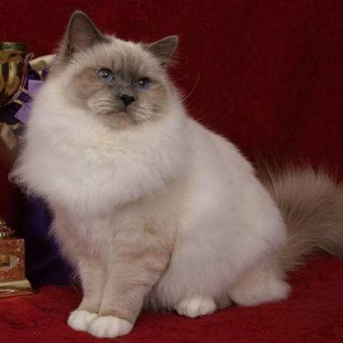 GIC Hero vom Blauen Achat SBIa