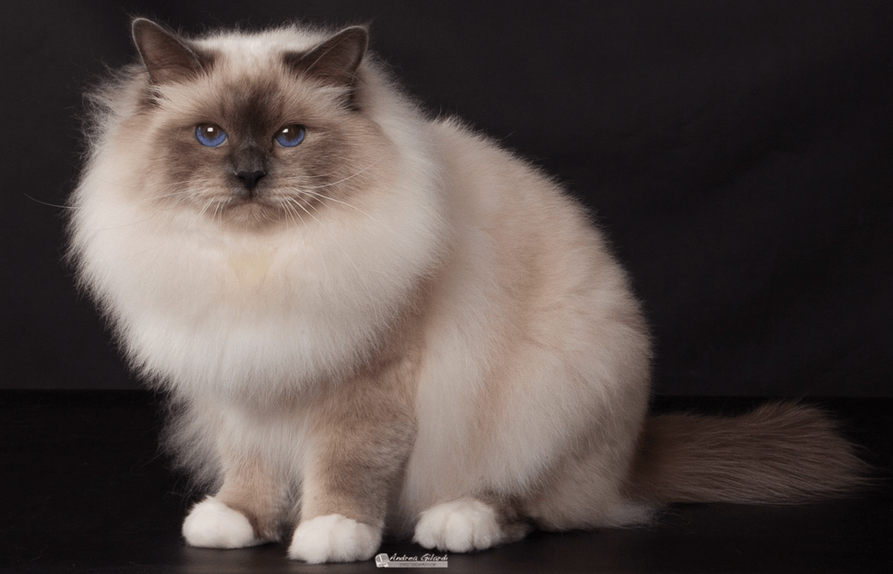 NW13NW16GIP&SC Titano Zaffiri Blu, JW,DVM,DSM