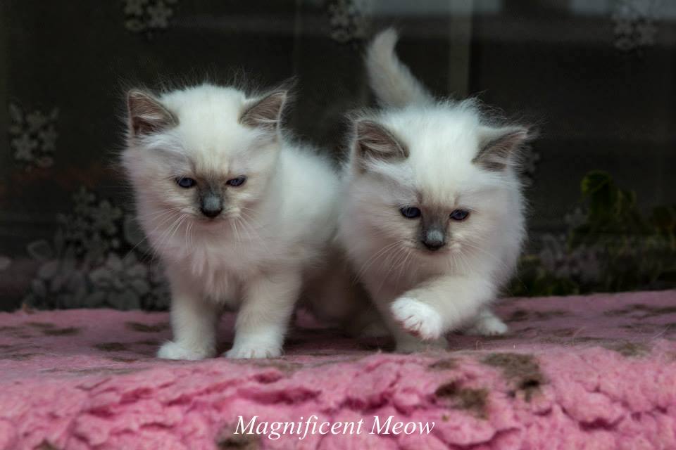 Azur Attis ja Ace Apollo