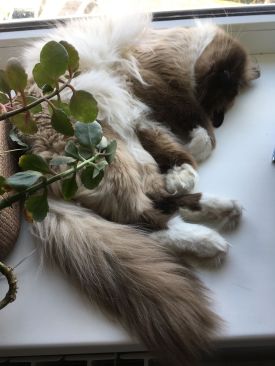 57417835_425921251531698_3499121065915842560_n